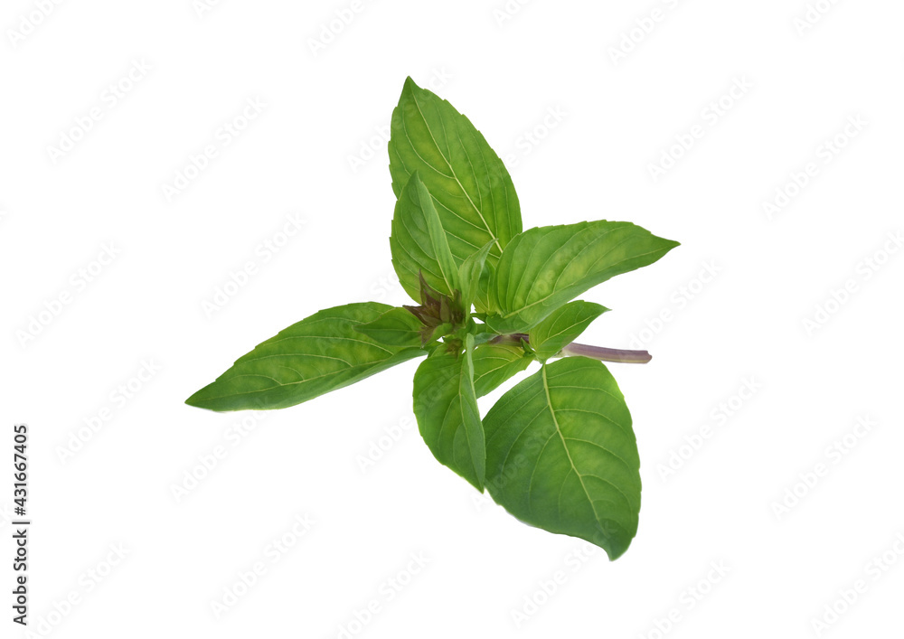 Fresh basil leaves isolated on white background Fresh basil leaves isolated on white background