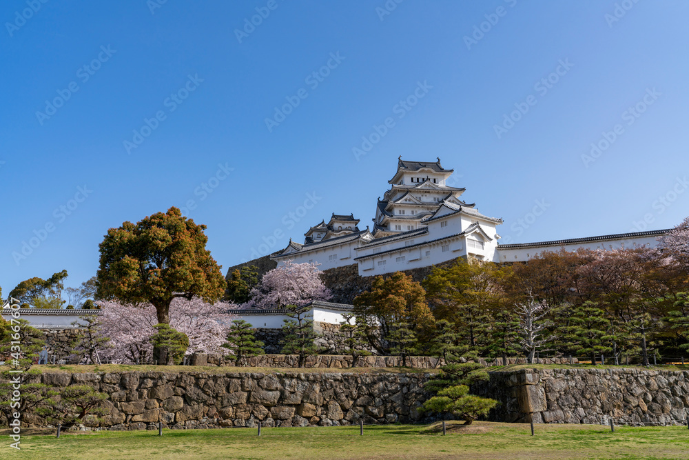 [兵庫県]春の姫路城天守閣と桜