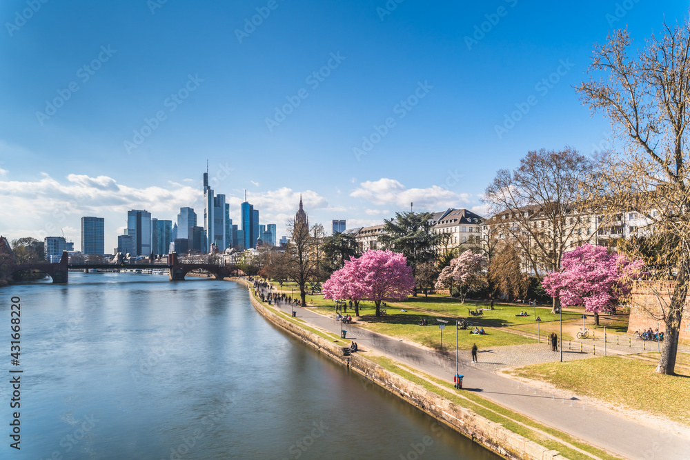 Frankfurt city in Spring with tree of charry 