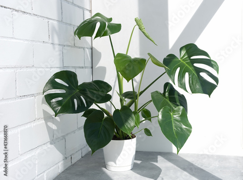 Beautiful monstera deliciosa or Swiss cheese plant in the sun against the background of a brick white wall