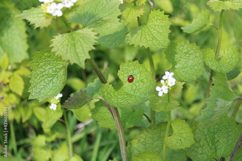 ladybug on a leaf