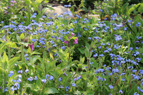 flowers in the garden