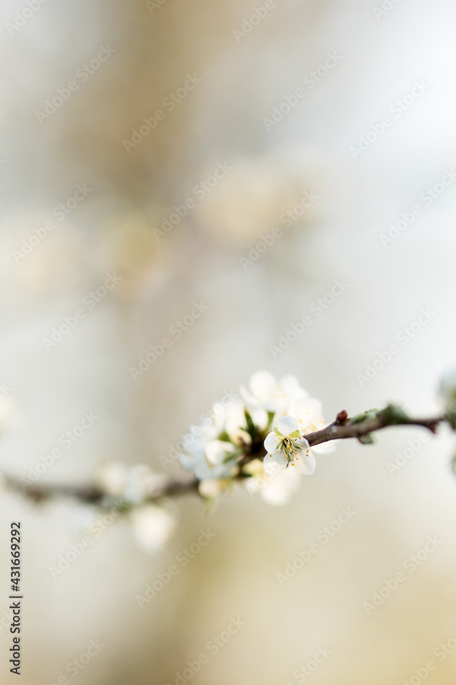A branch of cherry blossoms in white with soft blur during spring, large copy space A branch of cherry blossoms in white with soft blur during spring, large copy space