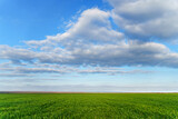 agricultural field with young sprouts and a blue sky with clouds - a beautiful spring landscape