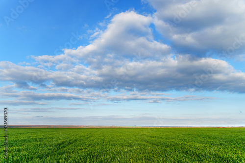 agricultural field with young sprouts and a blue sky with clouds - a beautiful spring landscape © soleg