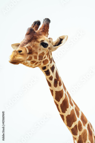 A close up shot of a cute giraffe head on a white background