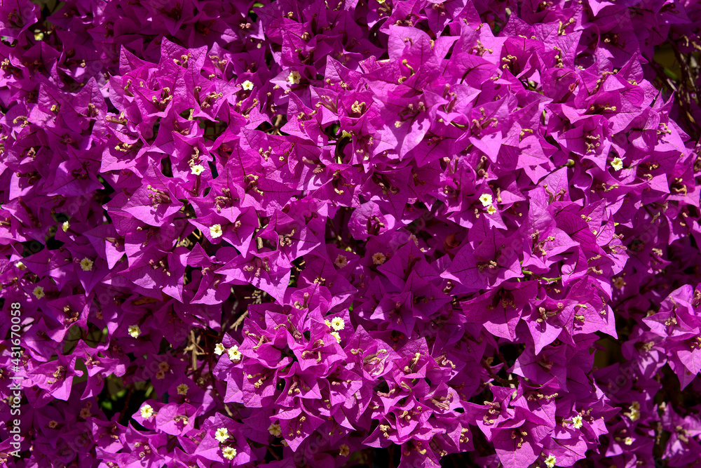 Background of red bougainvillea spectabilis flowers