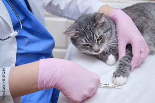 Fototapeta Naklejka Na Ścianę i Meble -  Clipping the claws on a cat paws by a veterinarian called at home