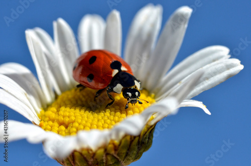 Seven spots ladybug (Coccinella septempunctata) on the heart of daisy flower on the blue sky background