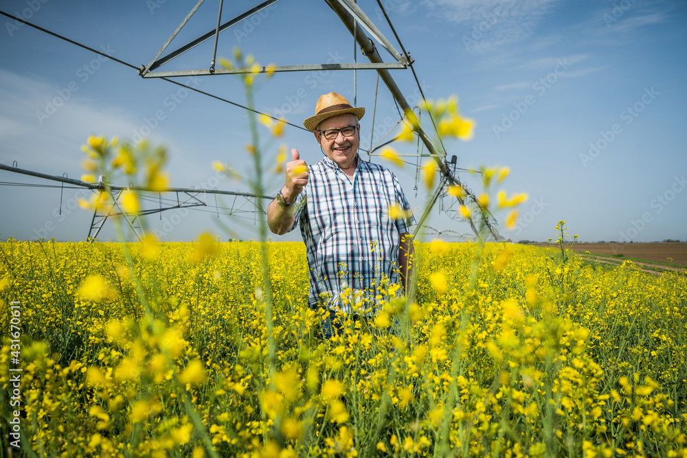 Proud senior farmer is standing in his rapeseed field. Proud senior farmer is standing in his rapeseed field.