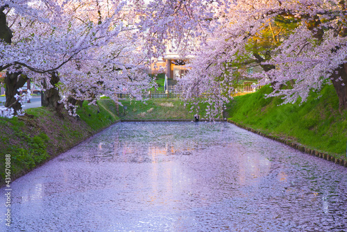 弘前公園の花筏 photo