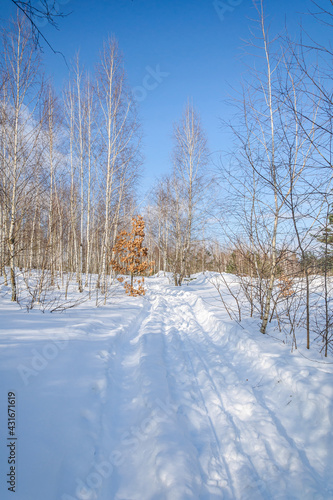 The winter road in forest