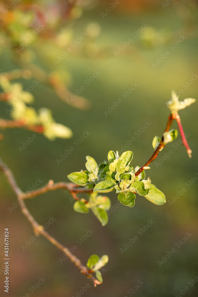 Apple tree branch in spring, forming a tight cluster and almost ready to bloom Apple tree branch in spring, forming a tight cluster and almost ready to bloom