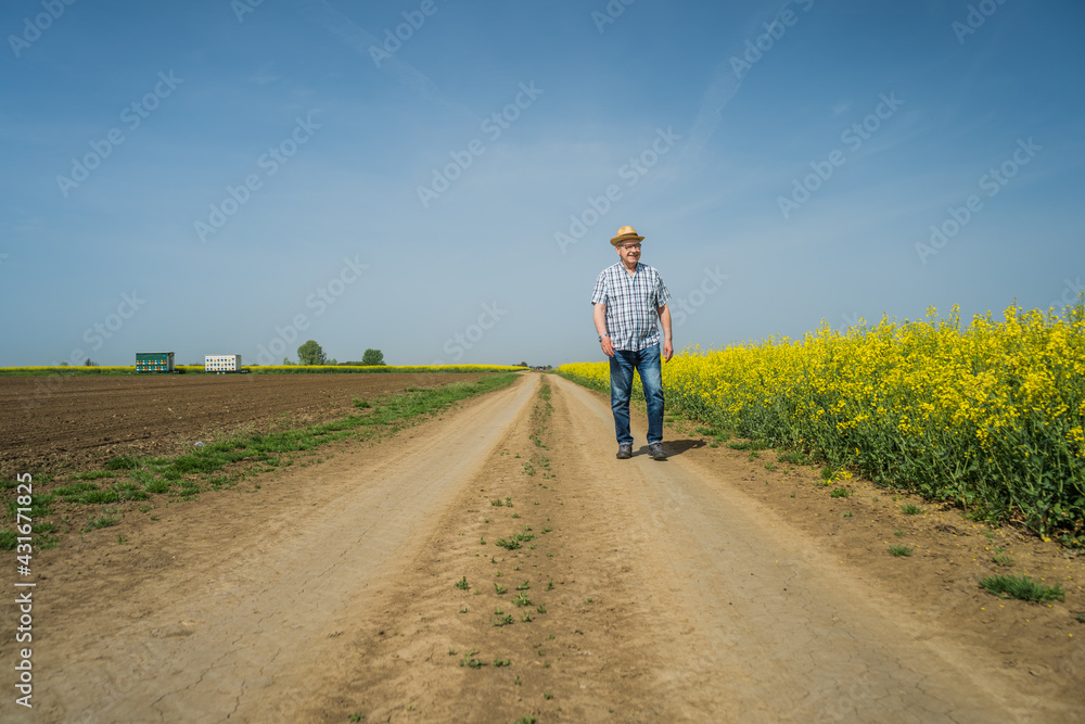 Senior farmer is walking by his rapeseed field and looking at plant crops.