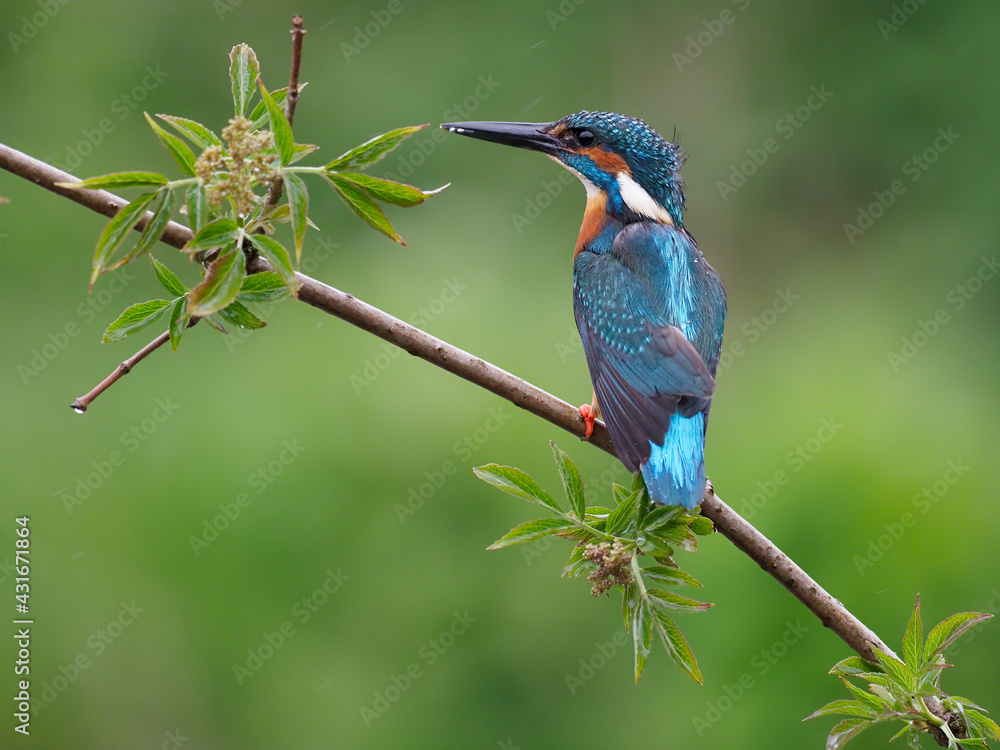 Obraz premium Kingfisher, Alcedo atthis,