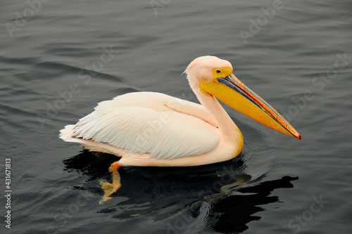african white,pink pelican with yellow open beak, swimming in dark, black water