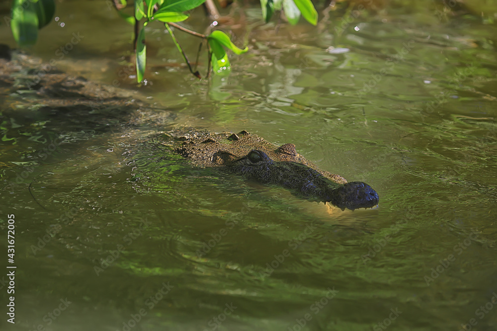 Fototapeta premium wild crocodile in the river, alligator in the swamp, wildlife predator head