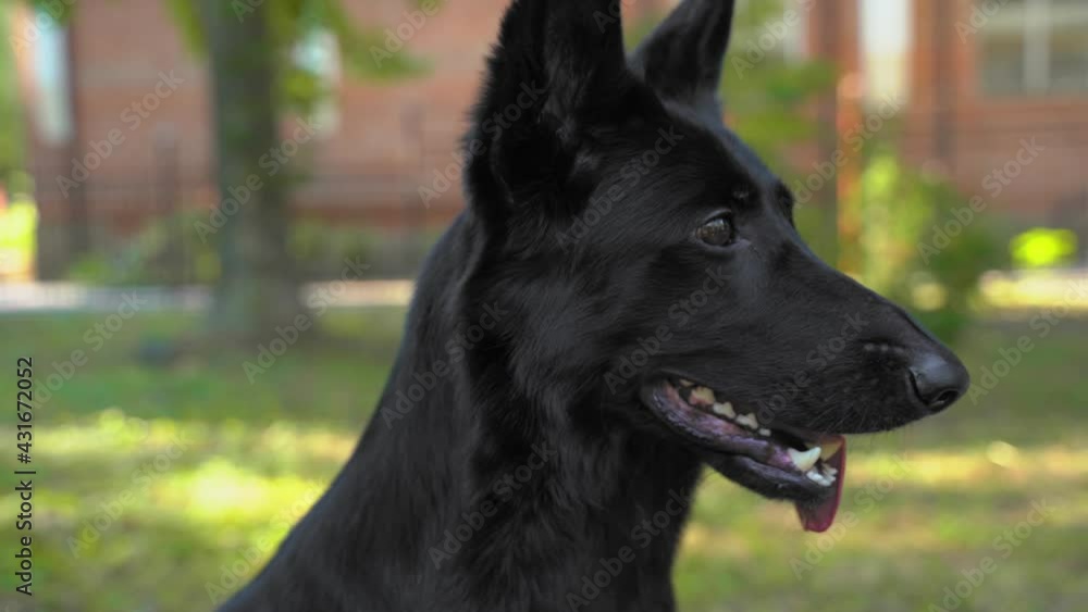 Curious black Shepherd dog with pink tongue looks at camera sitting on lush green lawn grass in sunny spring park close view