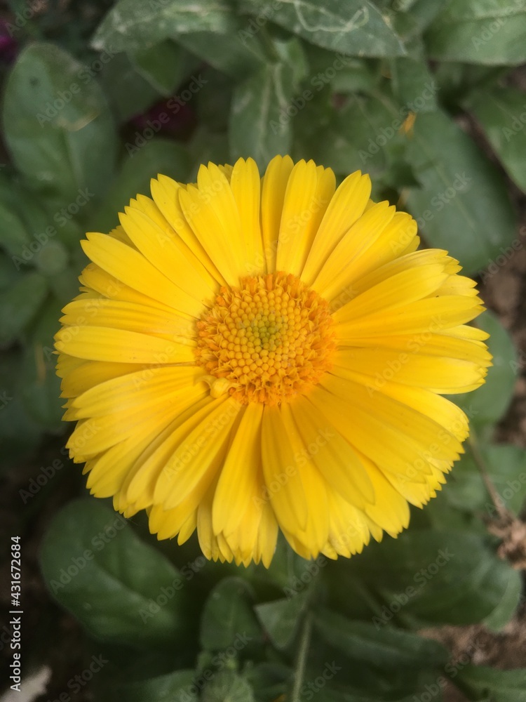 yellow flower of a calendula in the garden a yellow flower of a calendula in the garden a