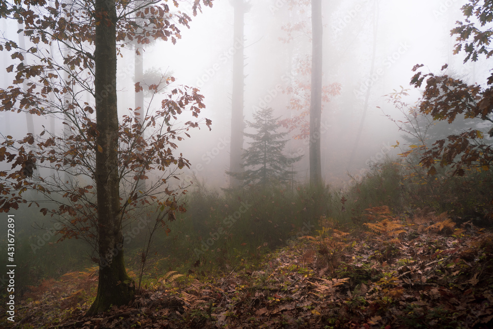 Obraz premium boschi nebbiosi