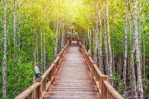 Wooden walkway in abundant mangrove forest at Mu Ko Chumphon National Park. It is for nature walks to study coastal plants and animals in Thailand.