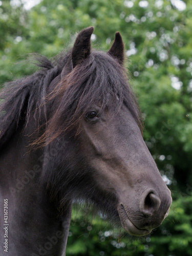 Dales Pony Headshot © Nigel Baker