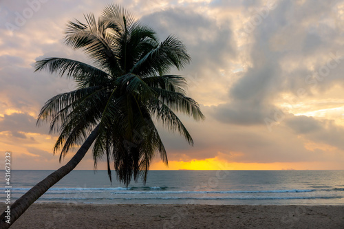 Coconut tree on Thung Wua Laen beach. Scenery in Chumphon province  Southern Thailand.