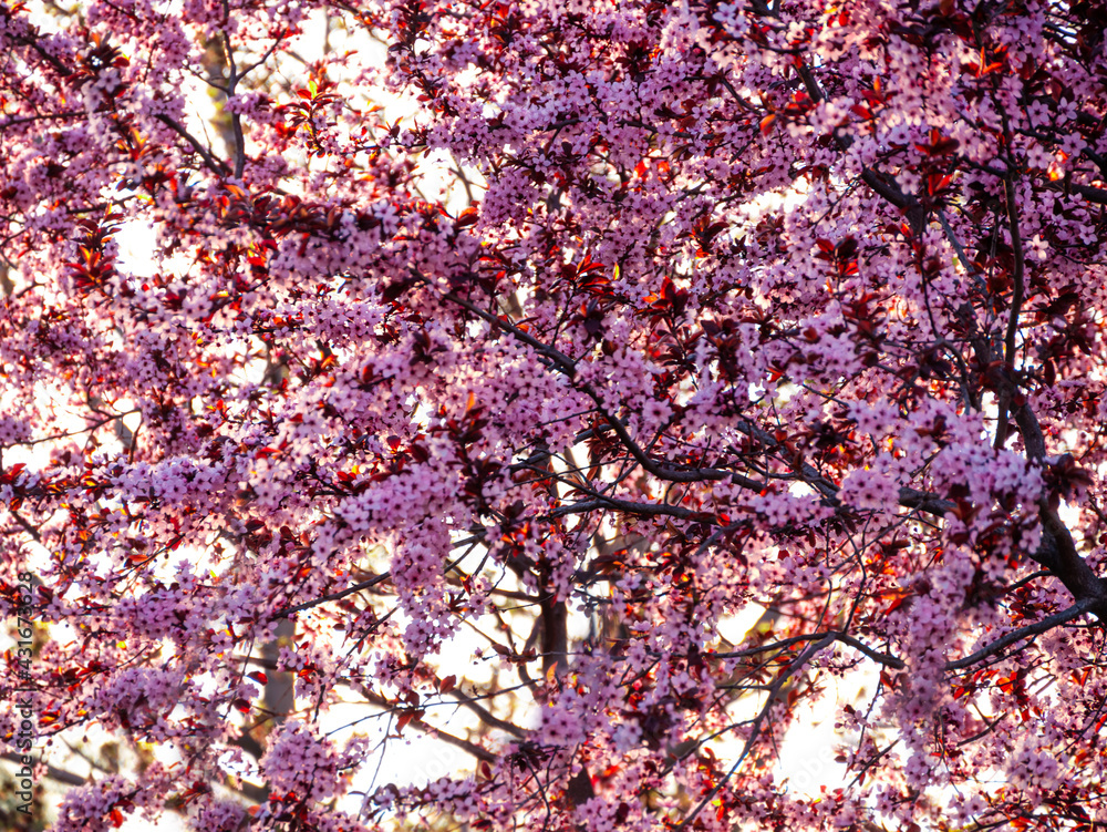 Prunus cerasifera Nigra Black Cherry Plum blossoming tree in the garden, spring flowers background with copy space. Canadian black plum light pink bloom, ornamental shrub with brown red leaves.