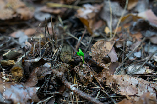 Green sprout in the forest. Nature texture. Bright green sprout on the pine needles and fallen leaves background. 