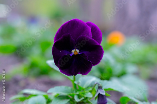 Fototapeta Naklejka Na Ścianę i Meble -  The garden pansy (Viola wittrockiana) is a type of large-flowered hybrid plant cultivated as a garden flower. Wild pansy or Viola tricolor, also known as Johnny Jump up or heartsease.