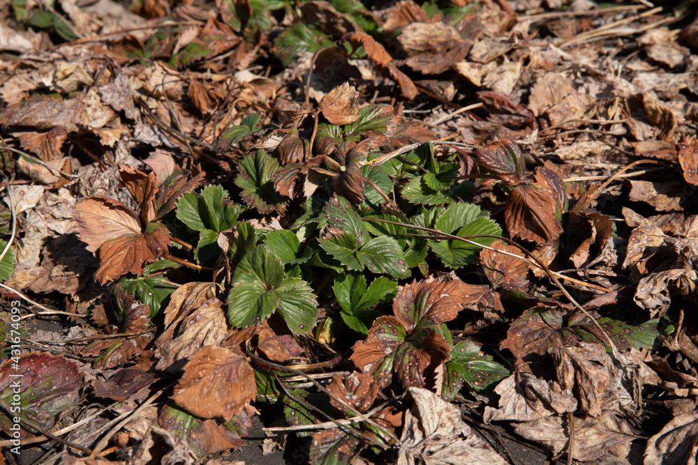 Dry strawberry leaves on black spunbond. Harvesting dry strawberries Dry strawberry leaves on black spunbond. Harvesting dry strawberries