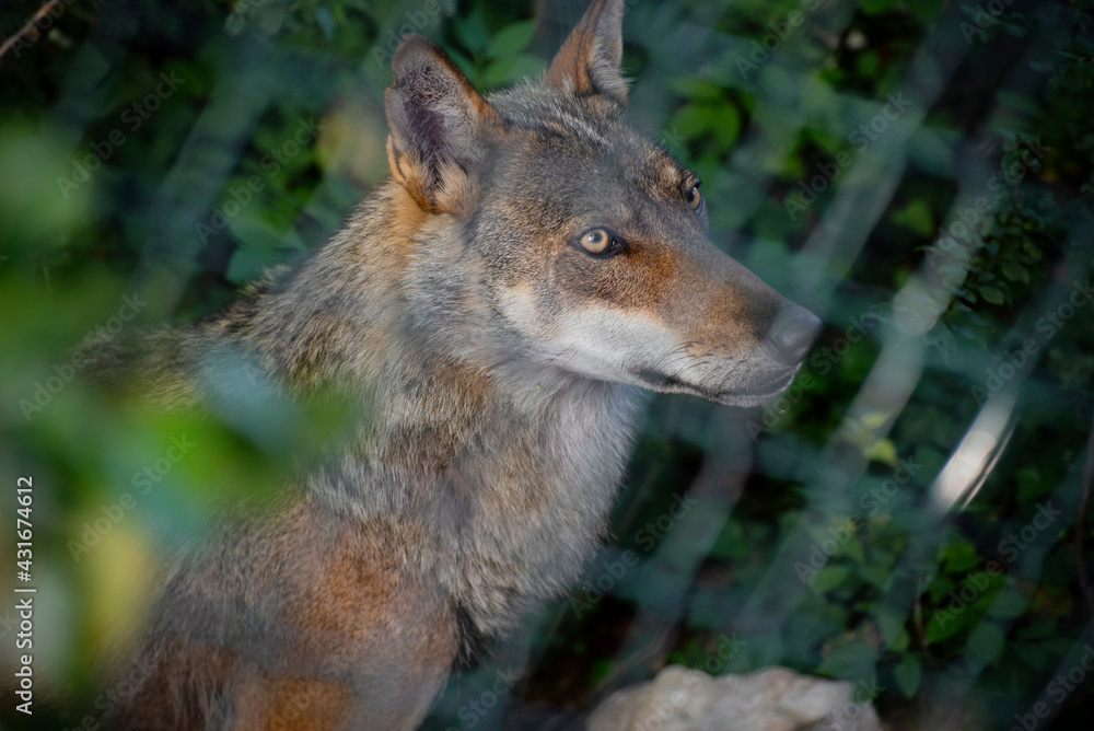 Fototapeta premium The eyes of a young wolf inside an observatory
