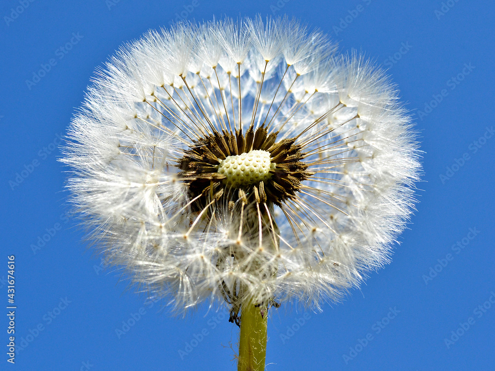 Macro of an inside cut of dandelion (Taraxacum) and seeds on blue sky background Macro of an inside cut of dandelion (Taraxacum) and seeds on blue sky background