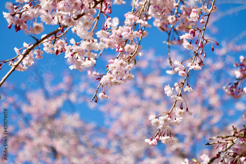 折り重なる桜