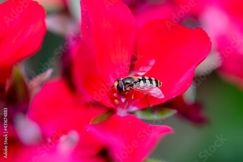 A bug on red flower