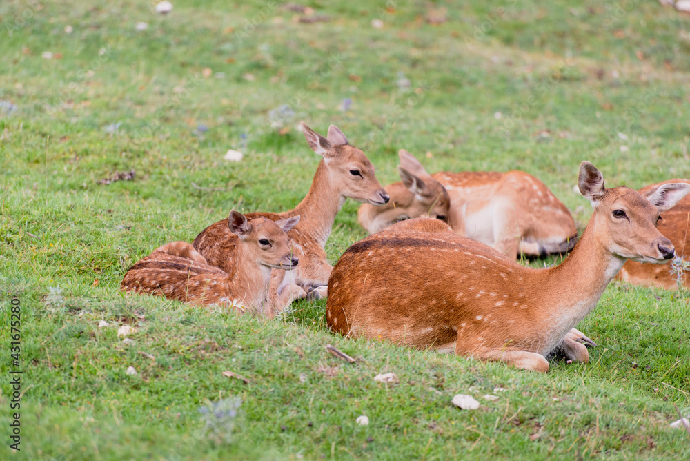 Baby fallow deer with its mum in the grass