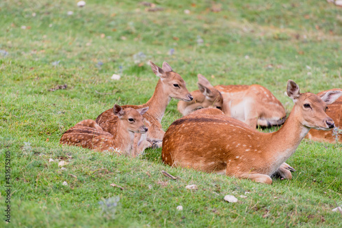 Obraz na płótnie Baby fallow deer with its mum in the grass w salonie