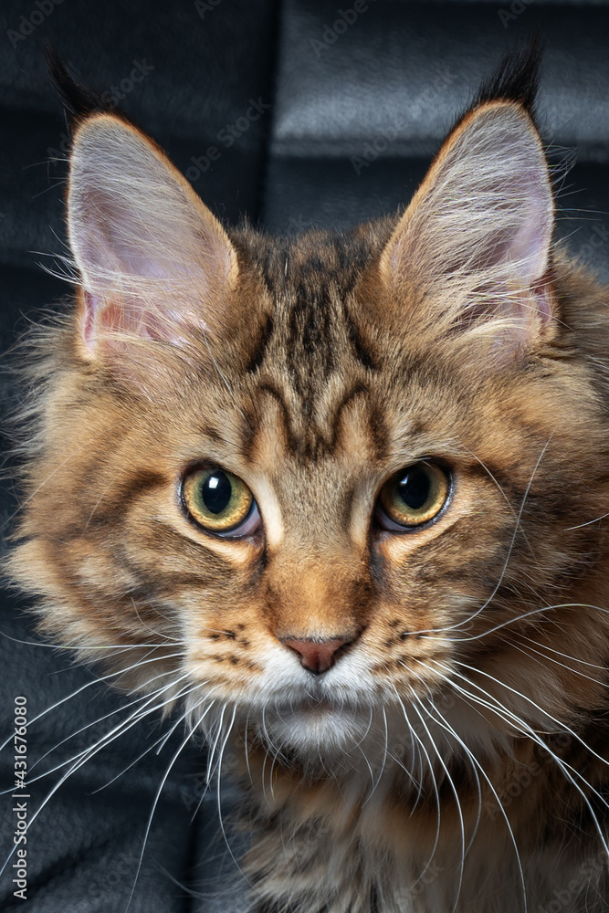 Portrait of young Maine coon cat on black background, looking seriously and little scared right to the camera. Big and fluffy domestic pet with cute expressive face. Tassels on the ears, tabby color. 
