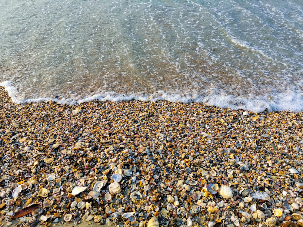 Many shells on the beach for background Many shells on the beach for background