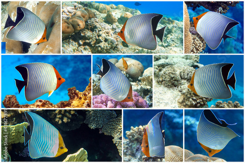 Coral fish - Hooded butterflyfish or Orangeface butterflyfish (Chaetodon larvatus) in Red Sea - collage set photo