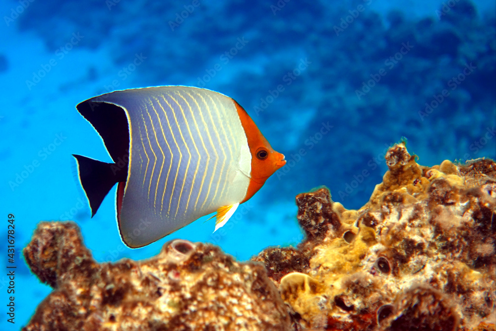 Fototapeta premium Coral fish - Hooded butterflyfish or Orangeface butterflyfish (Chaetodon larvatus) in Red Sea