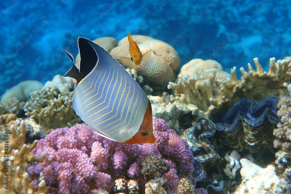 Naklejka premium Coral fish - Hooded butterflyfish or Orangeface butterflyfish (Chaetodon larvatus) in Red Sea
