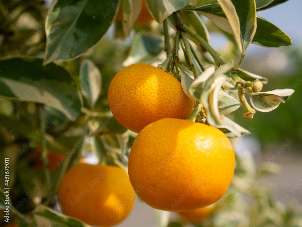 Small oranges on the tree Small oranges on the tree