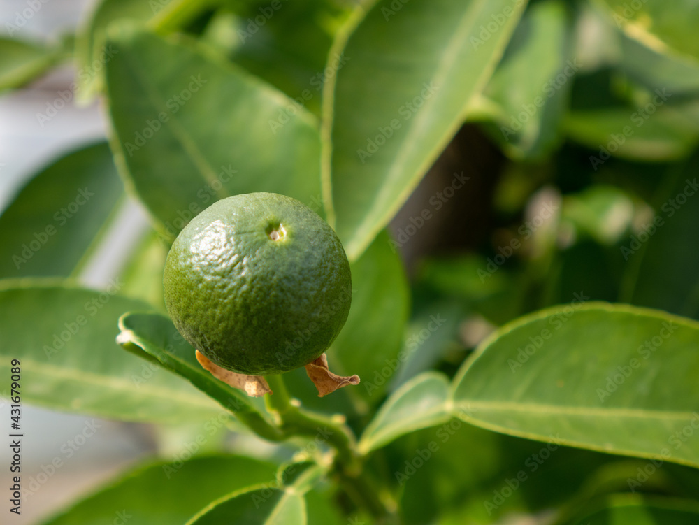 Small lime on the tree