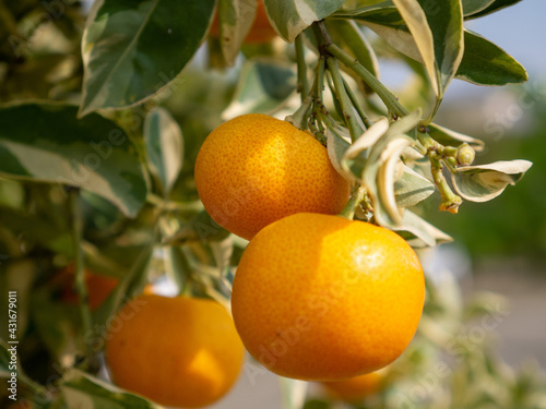Small oranges on the tree
