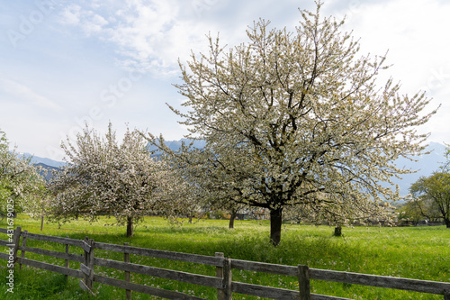 landscape with green meadow and wooden fence and blooming fruit trees in an orchard