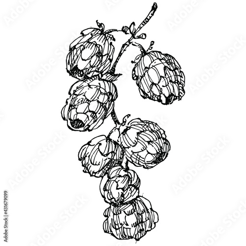 Hop plant hand drawing vintage clip art. Humulus logo or tattoo highly detailed in line art style concept. Black and white isolated. Antique vintage engraving illustration for emblem