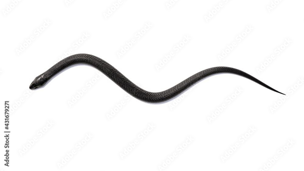 Black Snake isolated on White Background Top View. 3D Loopable Animation with alpha Black Snake isolated on White Background Top View. 3D Loopable Animation with alpha