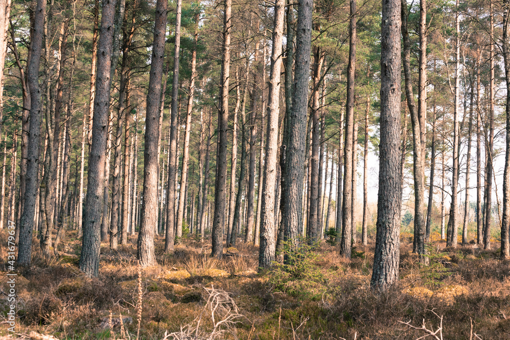 Tall trees in forest against beautiful misty spring sunlight in Scotland Tall trees in forest against beautiful misty spring sunlight in Scotland