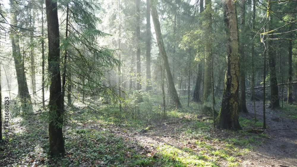 Beautiful mystic forest with green moss and lovely sun rays with misty steam and rain. Beautiful mystic forest with green moss and lovely sun rays with misty steam and rain.